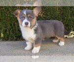 Puppy 5 Pembroke Welsh Corgi