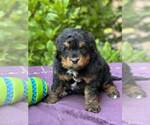 Small Photo #2 Miniature Bernedoodle Puppy For Sale in DUNDEE, OH, USA