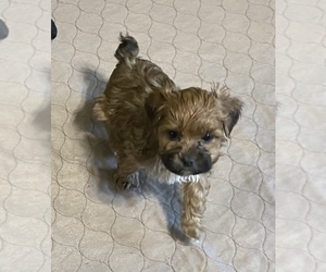 YorkiePoo Puppy for sale in GLOUCESTER, VA, USA