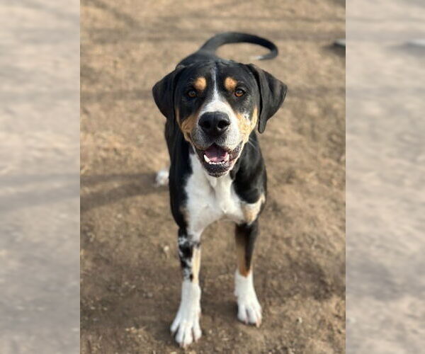 Medium Photo #7 Bloodhound-Unknown Mix Puppy For Sale in Canton, CT, USA