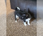 Small #1 Chihuahua