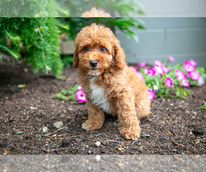 Poodle (Miniature) Litter for sale in FREDERICKSBURG, OH, USA