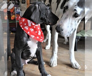 Great Dane Puppy for sale in BANGOR, WI, USA