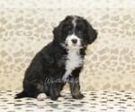 Small Photo #3 Miniature Bernedoodle Puppy For Sale in DENVER, PA, USA
