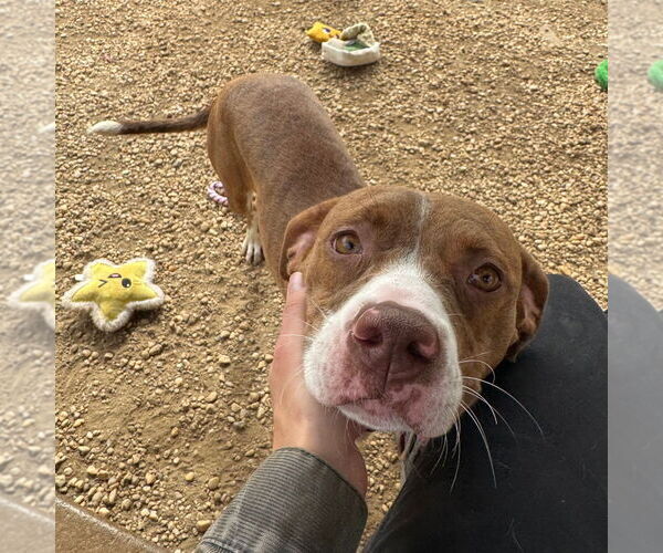 Medium Photo #11 Mutt Puppy For Sale in Philadelphia, PA, USA