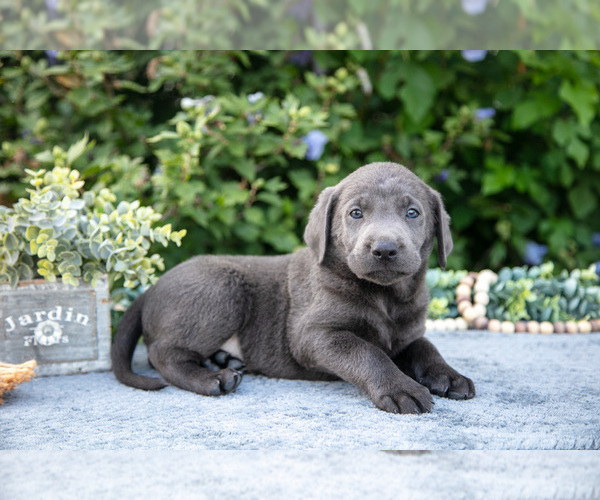 Medium Photo #3 Labrador Retriever Puppy For Sale in BLUFFTON, IN, USA