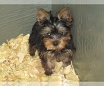 Small Photo #3 Yorkshire Terrier Puppy For Sale in CARROLLTON, GA, USA