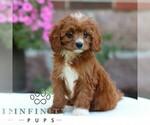 Small #3 Cavapoo