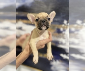 French Bulldog Puppy for sale in TAMPA, FL, USA