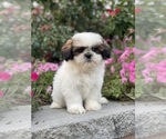 Small #8 Shih Tzu
