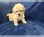 Small Photo #35 Poodle (Toy) Puppy For Sale in SAFFORD, AZ, USA