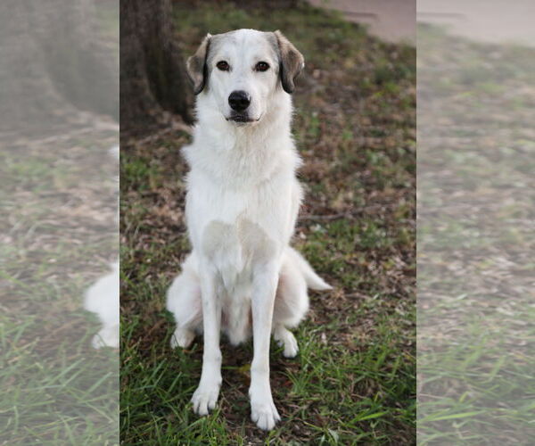 Medium Photo #15 Great Pyrenees Puppy For Sale in Dallas, TX, USA