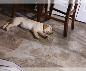Golden Labrador Puppy for sale in CALIFORNIA, MD, USA