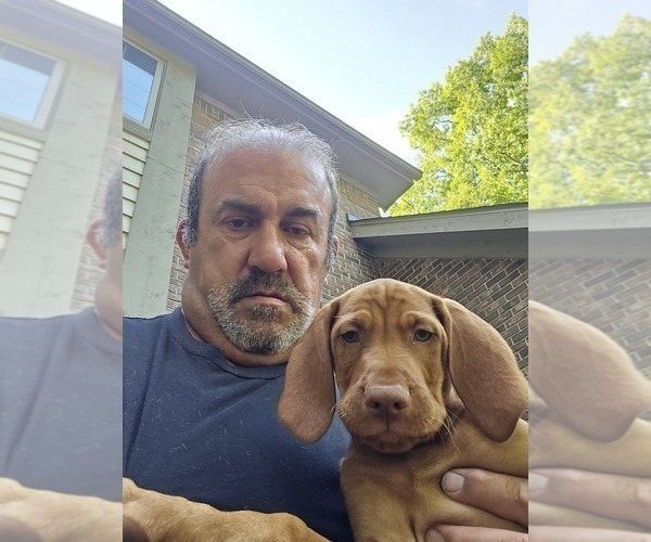 Medium Photo #8 Vizsla Puppy For Sale in PINCKNEY, MI, USA