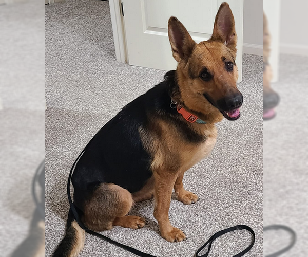 Medium Photo #5 German Shepherd Dog Puppy For Sale in Kansas City, MO, USA