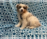 Small #16 Australian Shepherd