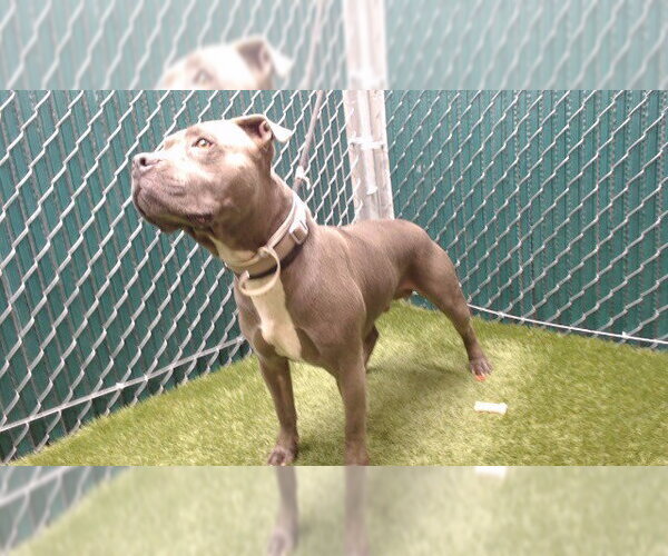 Medium Photo #1 Mutt Puppy For Sale in Downey, CA, USA