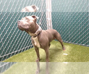 Mutt Dogs for adoption in Downey, CA, USA