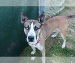 Small #1 German Shepherd Dog-Huskies  Mix