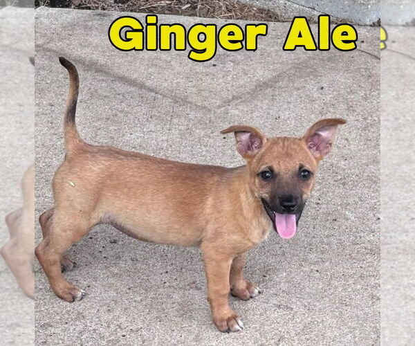 Medium Photo #2 Dachshund-Unknown Mix Puppy For Sale in San Antonio, TX, USA