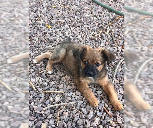 Medium Photo #1 Chihuahua-Unknown Mix Puppy For Sale in Williamsburg, NM, USA