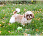 Small #3 Shih Tzu