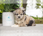 Puppy Abner Poo-Shi