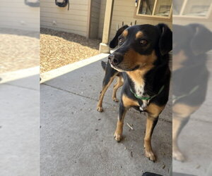 Australian Kelpie-Unknown Mix Dogs for adoption in South Lake Tahoe, CA, USA