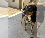 Small Australian Kelpie Mix