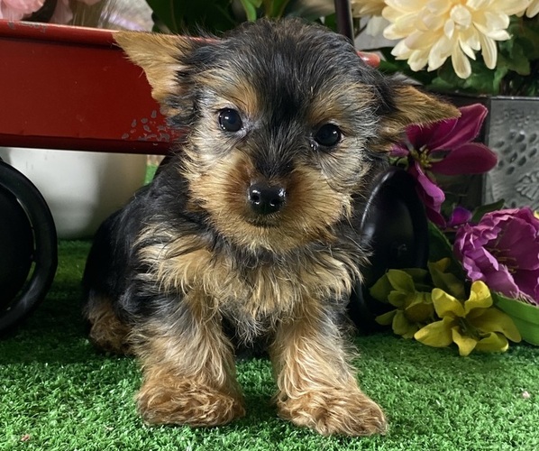 Medium Photo #2 Yorkshire Terrier Puppy For Sale in CANOGA, NY, USA