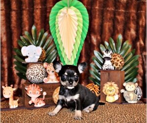 Chihuahua Litter for sale in CHARLESTON, AR, USA