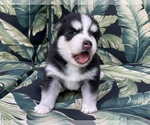 Small Photo #12 Pomsky Puppy For Sale in WINDERMERE, FL, USA