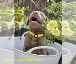 Small Photo #23 Labrador Retriever Puppy For Sale in HARLEM, GA, USA
