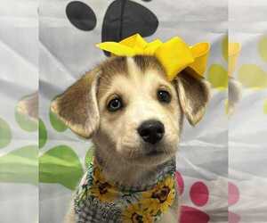 Medium Beagle-Huskies  Mix
