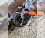Small #1 Staffordshire Bull Terrier Mix