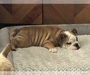 Bulldog Puppy for sale in CLEARWATER, FL, USA