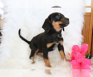 Bluetick Coonhound-Labrador Retriever Mix Puppy for sale in SHILOH, OH, USA