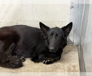 German Shepherd Dog Dogs for adoption in San Bernardino, CA, USA