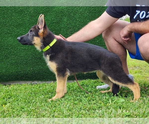 Medium Photo #6 German Shepherd Dog Puppy For Sale in LOUISVILLE, KY, USA