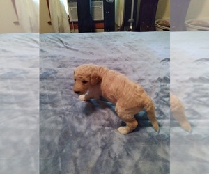 Goldendoodle Puppy for sale in PITTSGROVE TOWNSHIP, NJ, USA