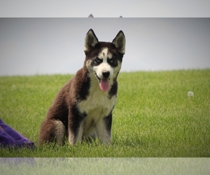 Siberian Husky Puppy for sale in BLUFORD, IL, USA