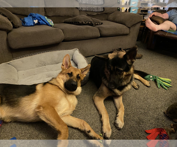Medium Photo #27 German Shepherd Dog Puppy For Sale in LA FAYETTE, NY, USA