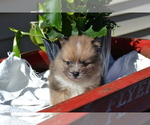 Small #3 Pomeranian