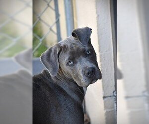 Labrador Retriever-Unknown Mix Dogs for adoption in Rowayton, CT, USA