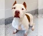 Small #2 American Pit Bull Terrier