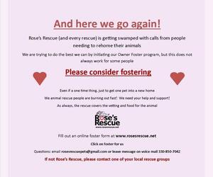 Mutt Dogs for adoption in Rootstown, OH, USA