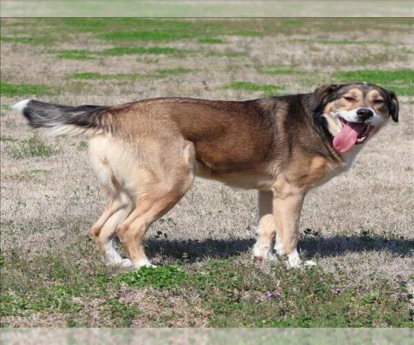 Medium Photo #1 German Shepherd Dog-Unknown Mix Puppy For Sale in Grovetown, GA, USA