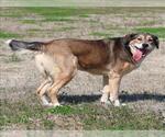Small German Shepherd Dog Mix