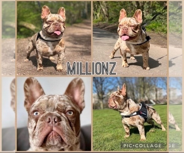 Medium Photo #1 French Bulldog Puppy For Sale in MOORELAND, IN, USA