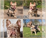 Small Photo #1 French Bulldog Puppy For Sale in MOORELAND, IN, USA